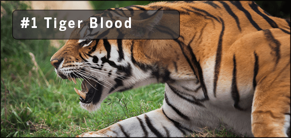 tiger-blood-01